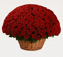 Премиум букет из: Розы в Новомичуринске